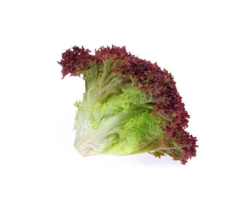 Lollo Rosso Lettuce