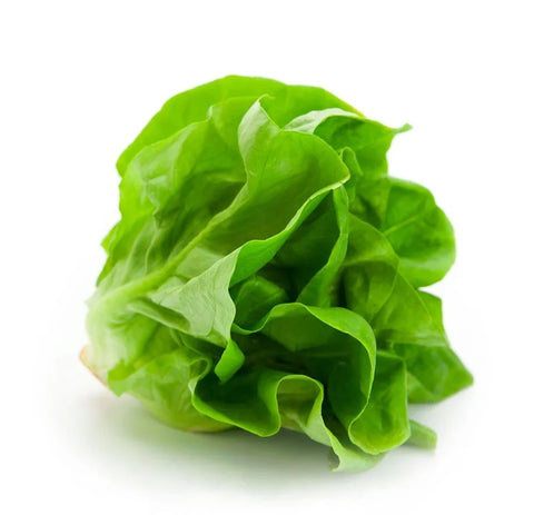 Buttercrunch Lettuce