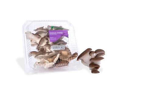 Phoenix Oyster Mushroom