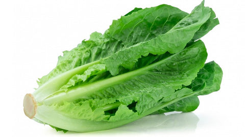 Romaine Lettuce