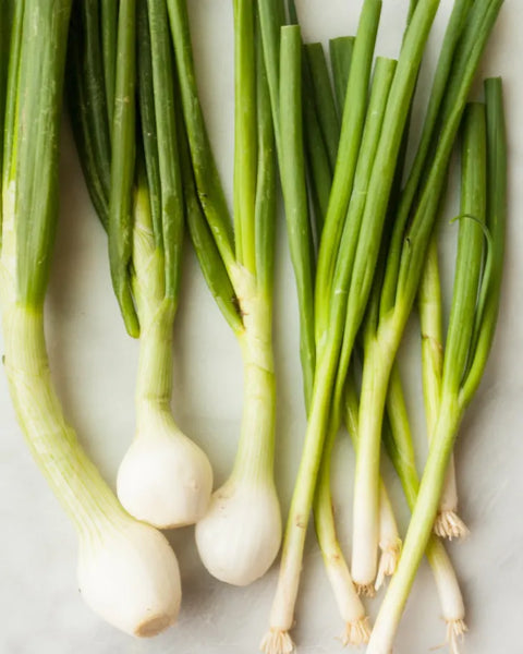 Spring Onion